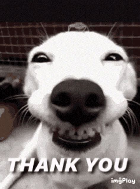 Funny Thank You Animals