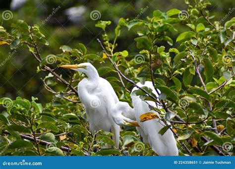 Large White Bird Walks In The Swamp Stock Image Image Of Flight