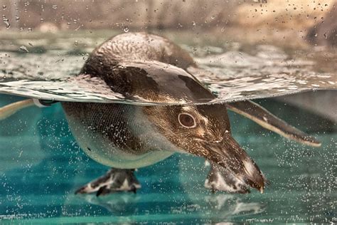 June Keyes Penguin Habitat June Keyes Penguin Habitat Aquarium Of