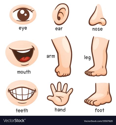 Body Parts Svg