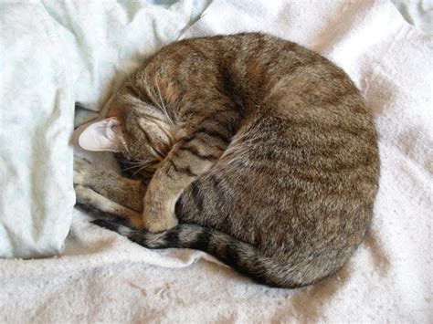Por qué los gatos se tapan la cara cuando duermen
