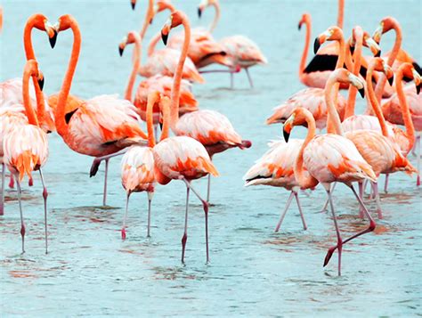 Flamingo Pond | North Caicos | Turks and Caicos Islands | AFAR