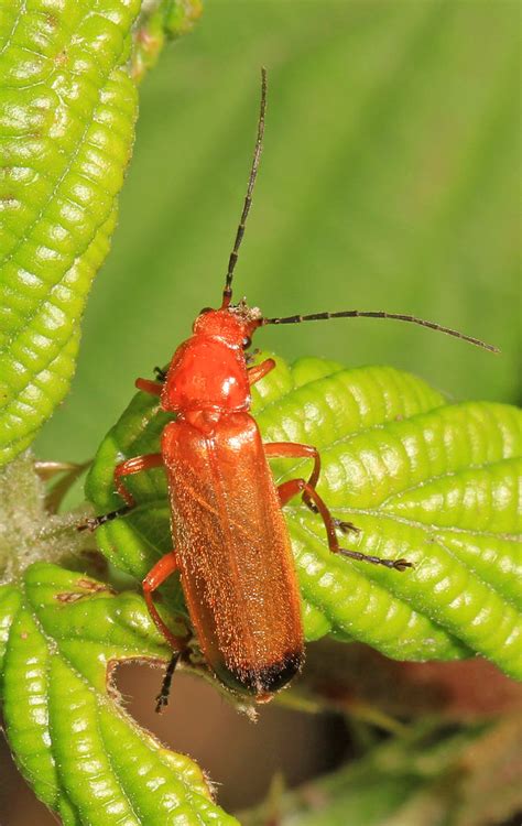Common Red Soldier Beetle Rhagonycha Fulva Reifel Migra Flickr