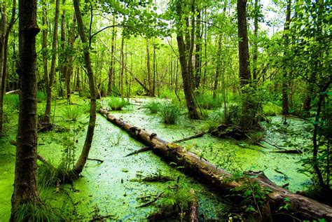 Swamp Backgrounds Wallpaper Cave