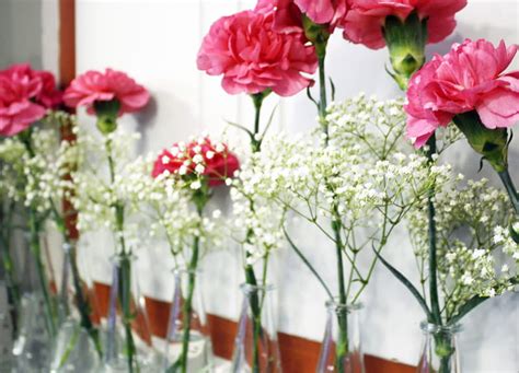 Carnations Flowers Row Pink Hd Wallpaper Peakpx