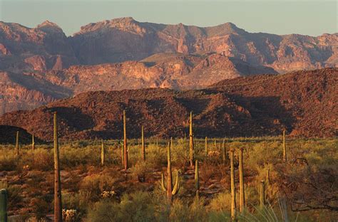 Organ Pipe Cactus National Monument Park Wildlife Sonoran Desert