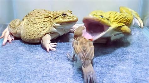 Frog Eating A Bird
