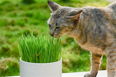 Prirodna Poslastica Za Mace Saznajte Kako Je Uzgojiti