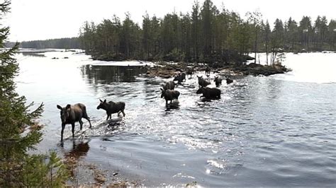 | for several thousand years the moose have walked the same path to get to the rich pastures of summer. Why do the moose swim across the river in Kullberg ...