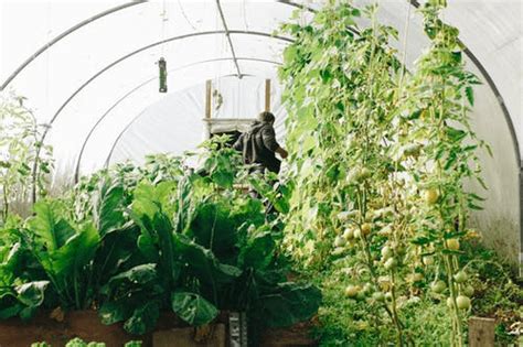 How to Start Your Dream Greenhouse | EcoMENA