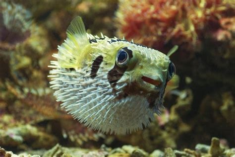 5 Great Tank Mates For Porcupine Pufferfish Compatibility Guide 2024