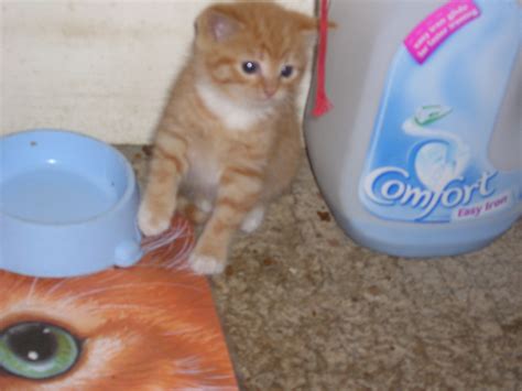 These are both nicknames that derive solely from the color of the cat, and it's no wonder that these names were chosen. Are Orange Female Cats Really That Rare? - Paws and Effect