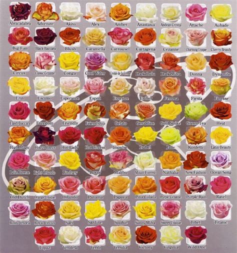 Rose Chart1 Rose Varieties Rose Flower Colors French Beaded Flowers
