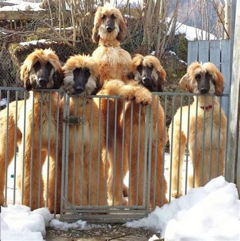 Check spelling or type a new query. Afghan Hound puppies - caramel red, black mask | Afghan ...