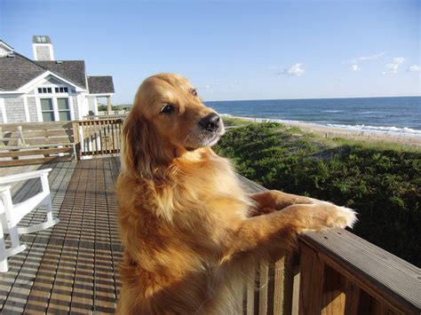 Price for 1 night 2 adults*. Pet Friendly Outer Banks (OBX) Vacation Rentals | Twiddy