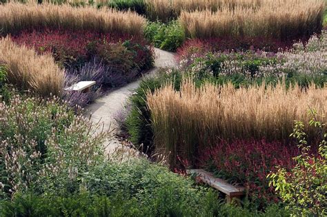 How to grow green wheat grass. tall wheat grass along a property border with purple in front... Dan Pearson - Broughton Hall ...