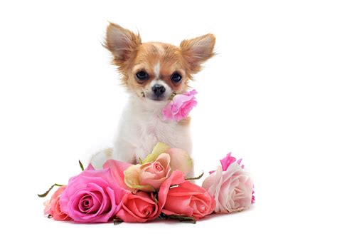 The most common cute flower pictures material is paper. 38 Cute Dog Pictures - InspirationSeek.com