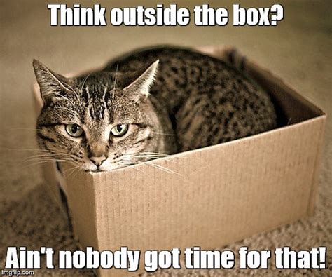 This phrase often refers to novel or creative thinking. Cat in a box - Imgflip