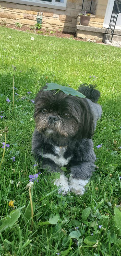 The rare leaf-headed shih tzu : r/rarepuppers