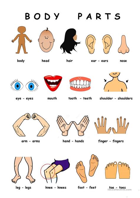 Body Parts English Esl Worksheets Body Parts Preschool Body Parts