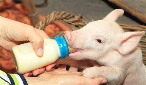 Can Piglets Drink Cow Milk Farmhouse Guide