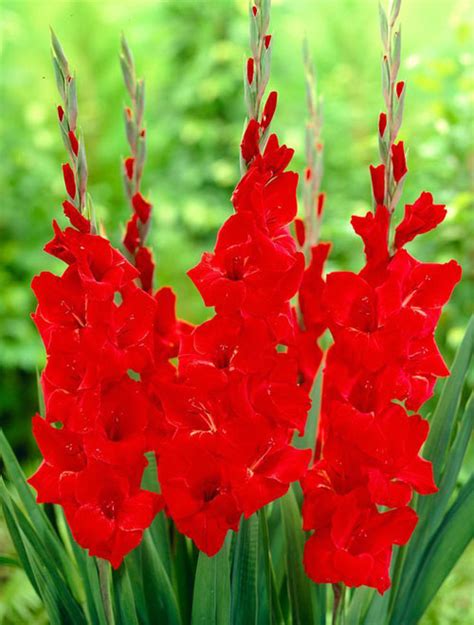 Gladiolus Sunny View Seeds Buy Seeds Bulbs Fertilizers Garden