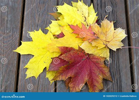 Bench With Fallen Maple Leaves In Autumn Park Stock Photo Image Of