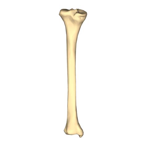 Bone Png Transparent Image Download Size 768x768px