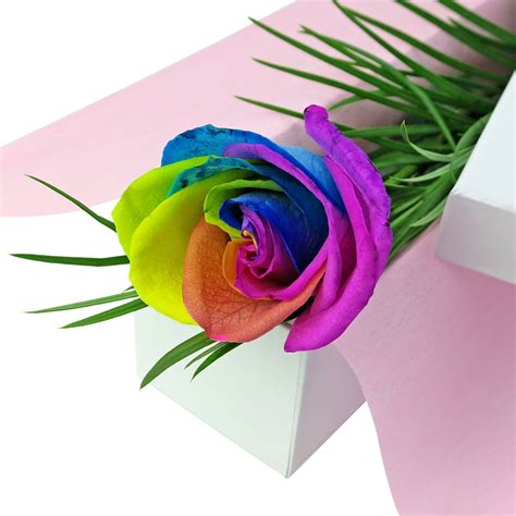 Single Rainbow Rose Same Day Sydney Delivery