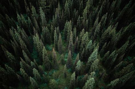 Aerial View Of An Evergreen Forest Photograph By Paul Chesley