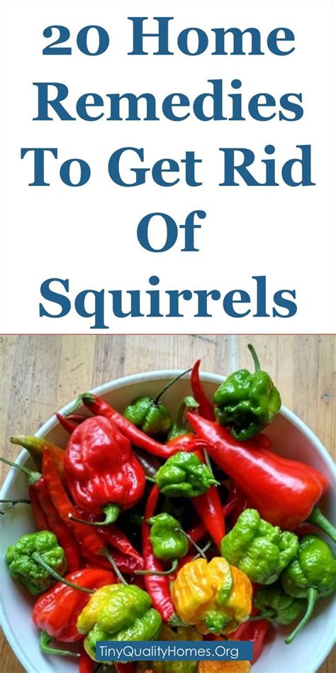 20 Home Remedies To Get Rid Of Squirrels Squirrel Repellents This