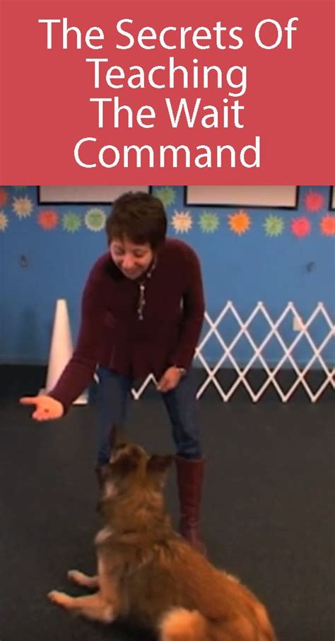 The Secrets Of Teaching The Wait Command Dog To Teach How To Use It For