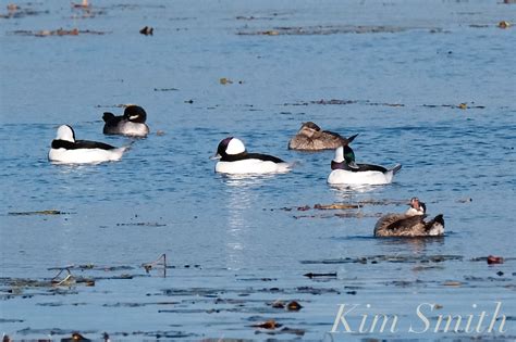 Funny Little Ruddy Ducks Migrating Along Our Shores Good Morning