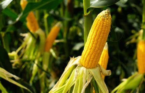 Import Restrictions On Maize Delays In Cultivation And Achieving