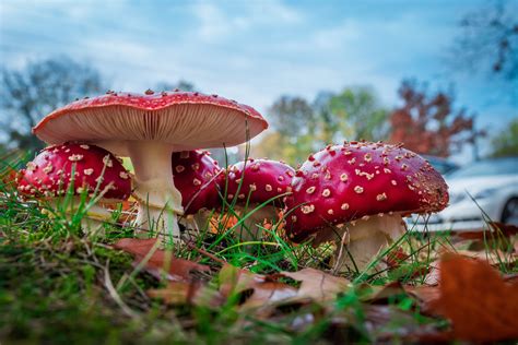 Free Images Nature Leaf Flower T Autumn Botany Toadstool