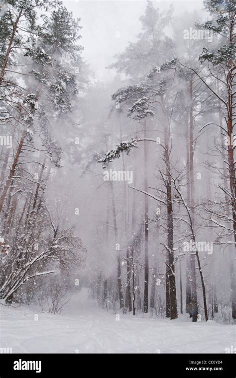 Snow Falling In The Forest Stock Photo Alamy