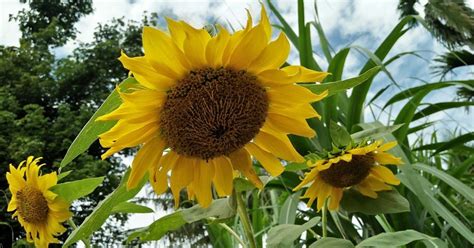 Ya, biji bunga matahari dapat diolah menjadi kuaci yang menjadi kegemaran banyak. Terbaru 30 Bunga Matahari Sangat Cantik- Pesona Keindahan ...