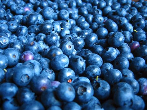 Blueberries Free Photo Download Freeimages