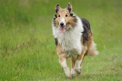 100 Most Popular Scottish Dog Names With Their Meanings Globalpetblog