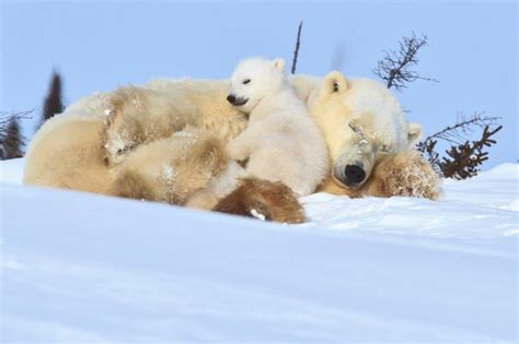 Polar Bear Guide Bbc Wildlife Magazine Discover Wildlife