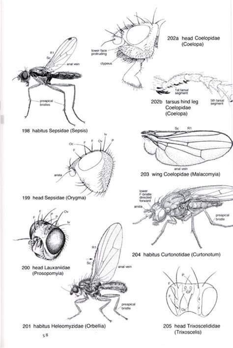 The European Families Of The Diptera Identification Diagnosis