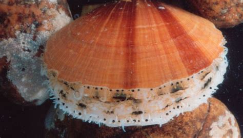 sea scallop (Placopecten magellanicus) - Digestive system