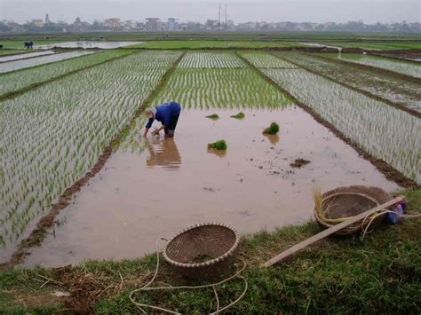 Peta dan profil kecamatan wonopringgo. Vietnam - geografi | lex.dk - Den Store Danske
