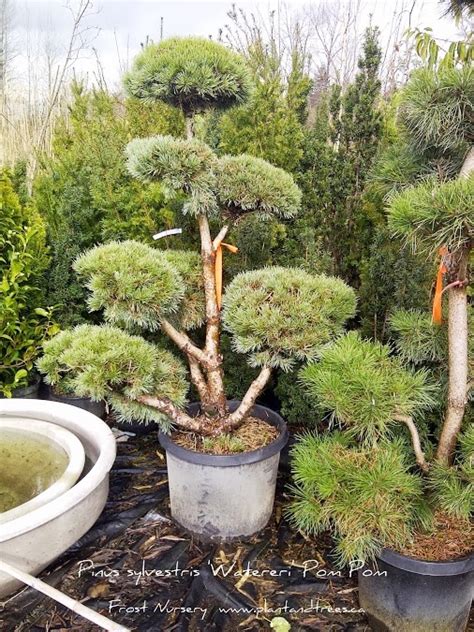 Maybe you would like to learn more about one of these? Pinus sylvestris 'Watereri' Pom-Pom Evergreen topiary Pom ...