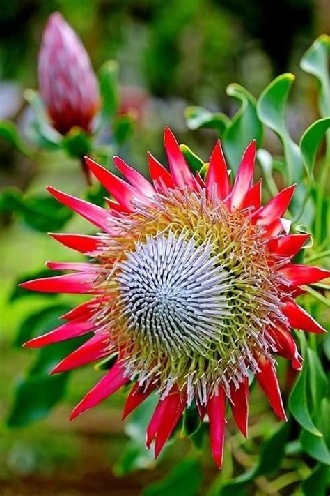 64 Best Proudly South African Indigenous Plants Images On Pinterest