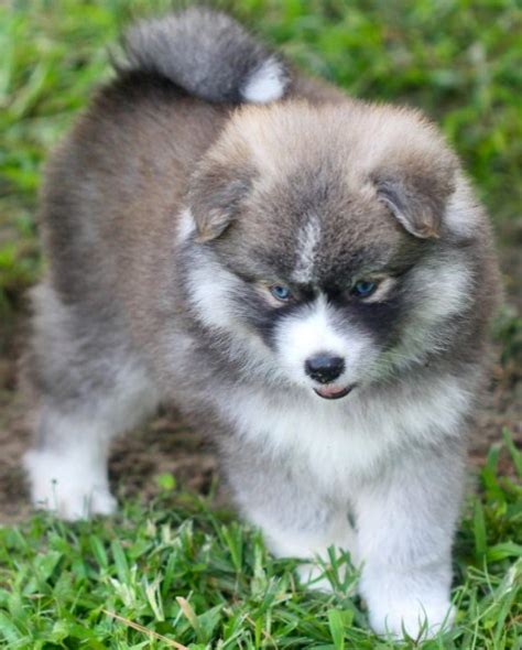 All puppies born at the pomsky patch are cared for right inside our home until the day they leave with their new families. Pomsky Puppies for Sale Near Me | Pomsky