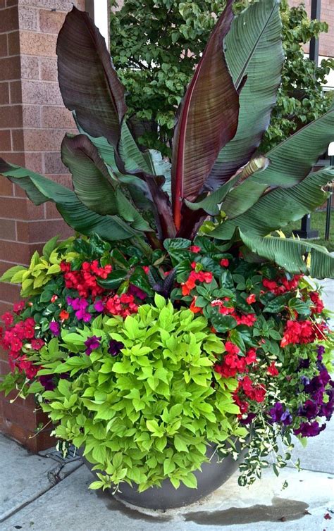Giant Banana Plants Add Great Interest To A Summer Planter