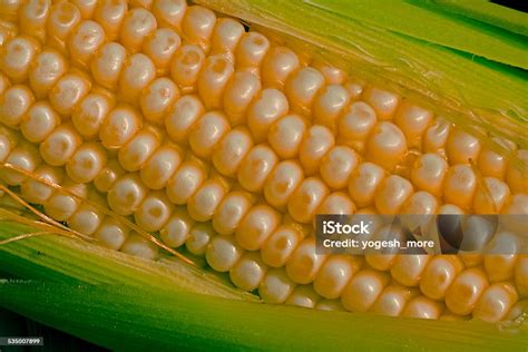 Maize Corns Zea Mays Var Amylacea Maharashtra India Stock Photo