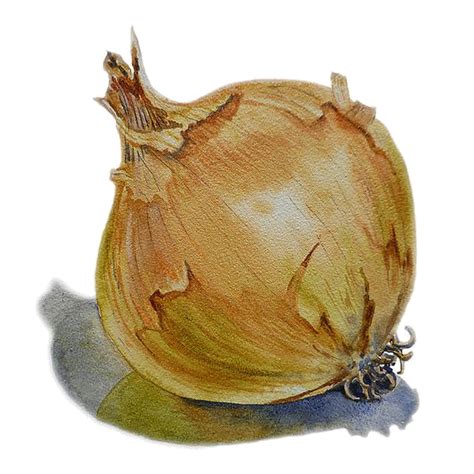 frutas e legumes | Vegetable painting, Onion painting, Fruit painting