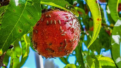 Your first thought might be that it is a disease or insects. Top tips for getting rid of tiny bugs on your fruit tree